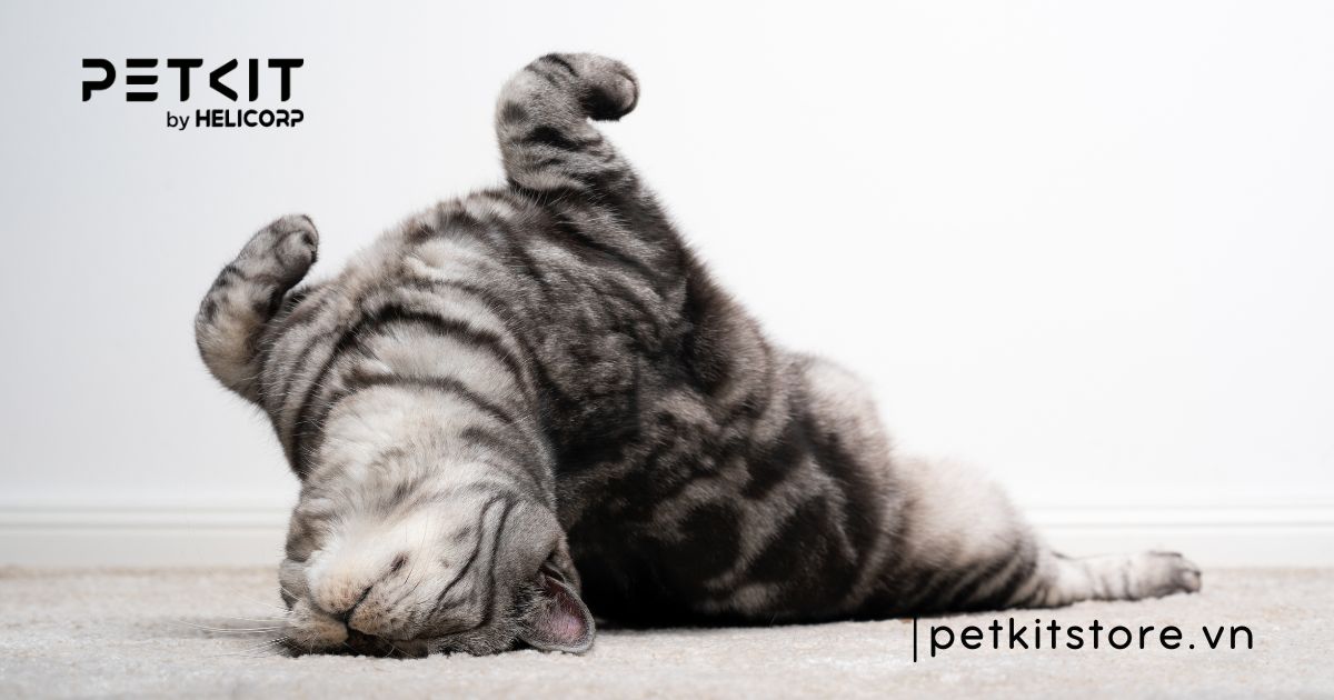 Mèo phối giống mấy lần thì được