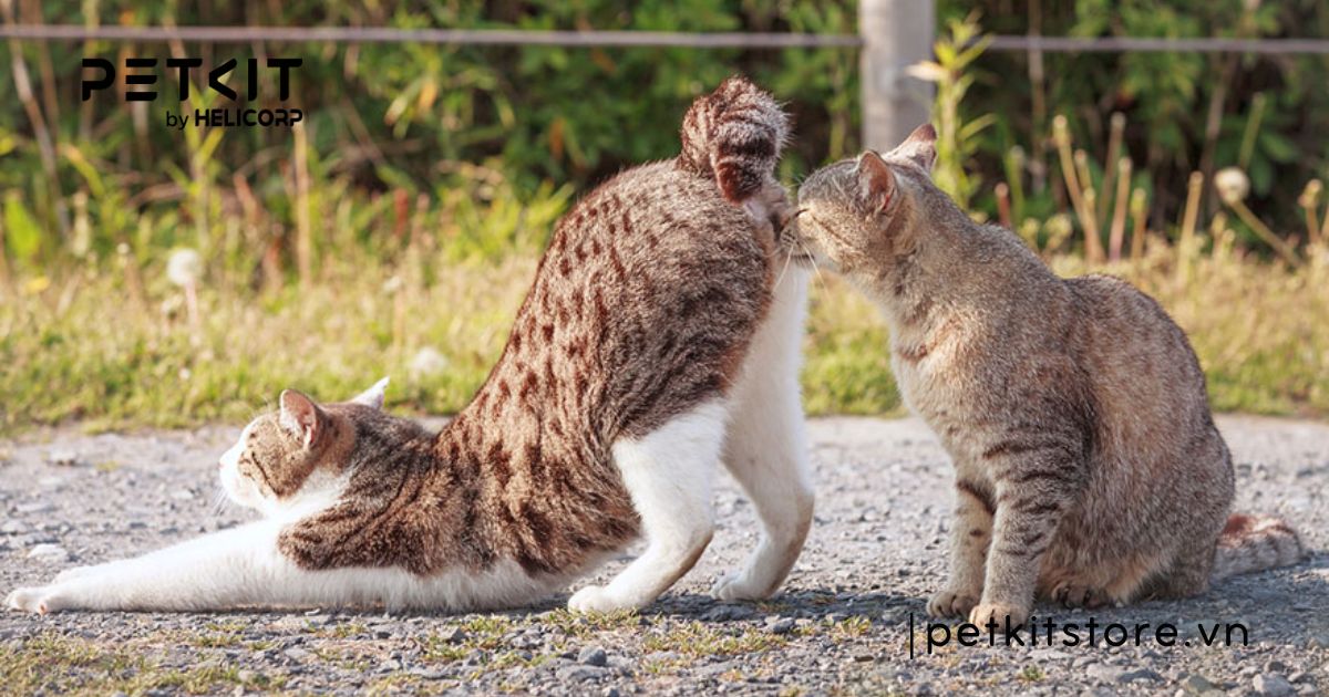 Mèo phối giống mấy lần thì được