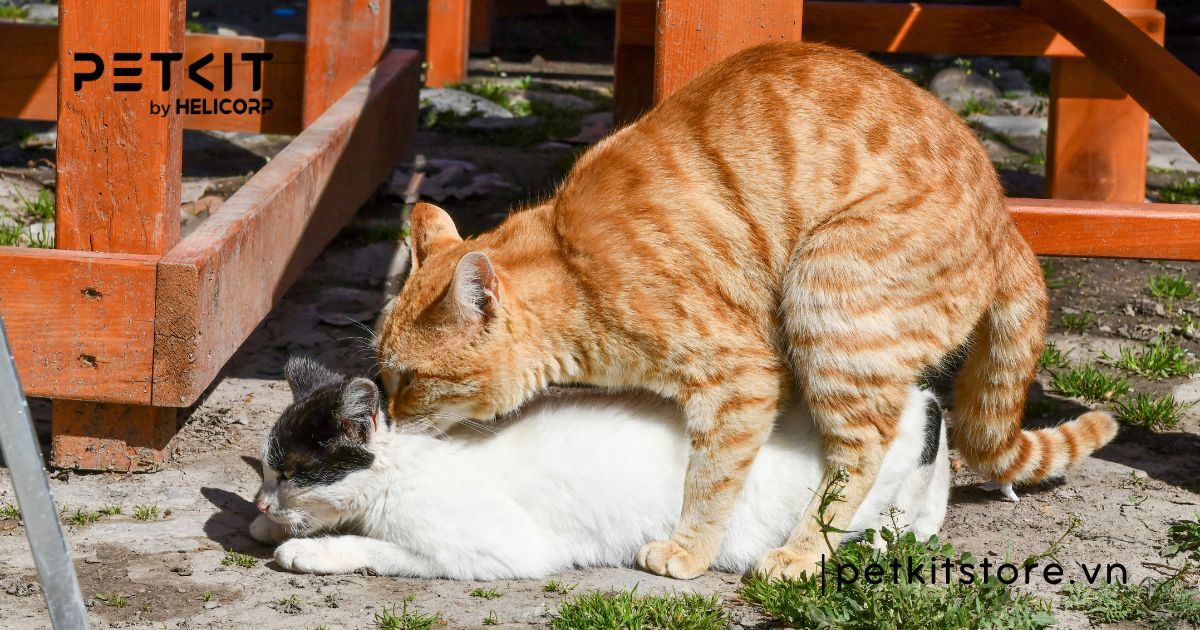 Mèo phối giống mấy lần thì được