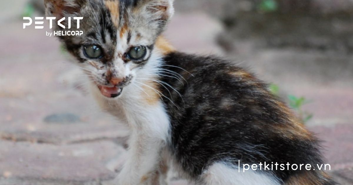 Mèo sơ sinh bị đau mắt