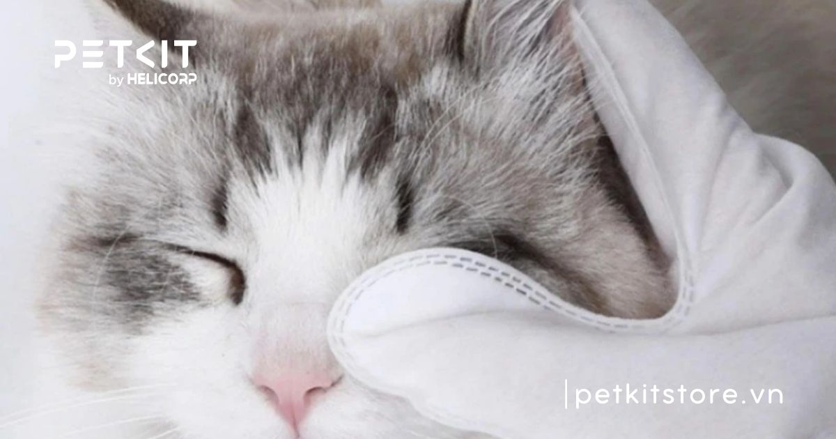 Mèo sơ sinh bị đau mắt