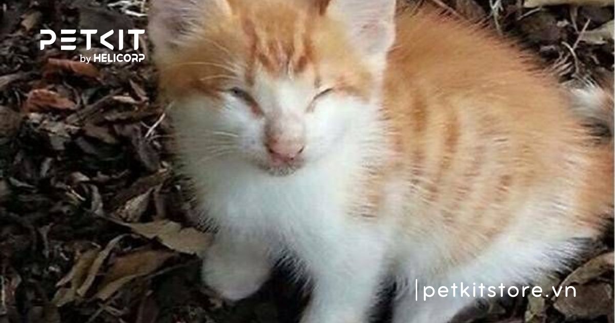 Mèo sơ sinh bị đau mắt