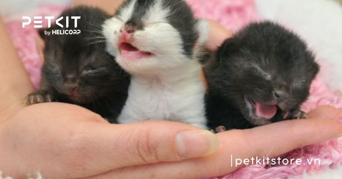 Mèo sơ sinh bị nấm có nguy hiểm