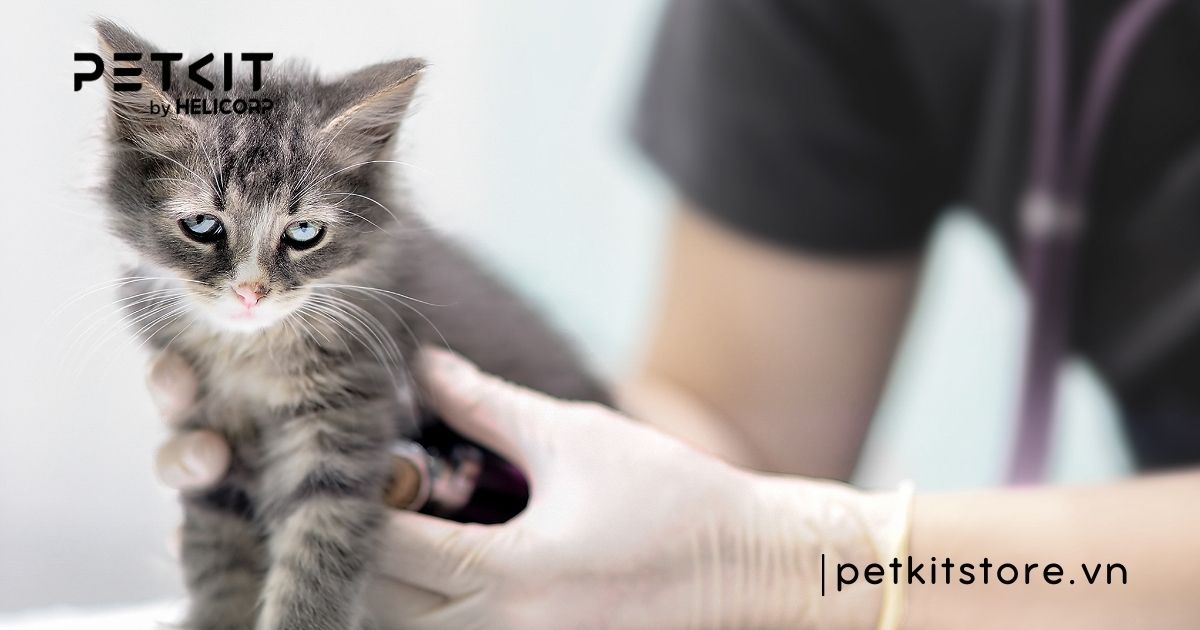 Mèo sơ sinh bị nấm có nguy hiểm