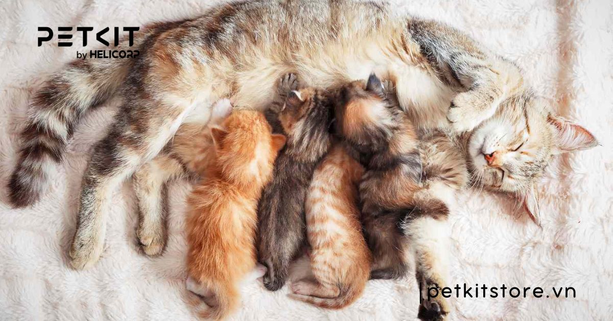 mèo sơ sinh bị rận