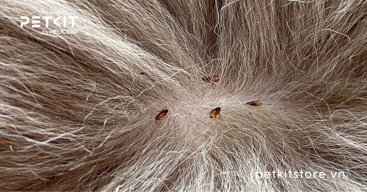 mèo sơ sinh bị rận