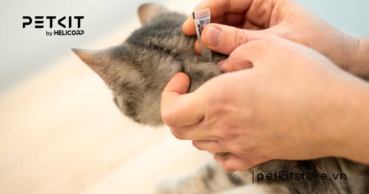 mèo sơ sinh bị rận