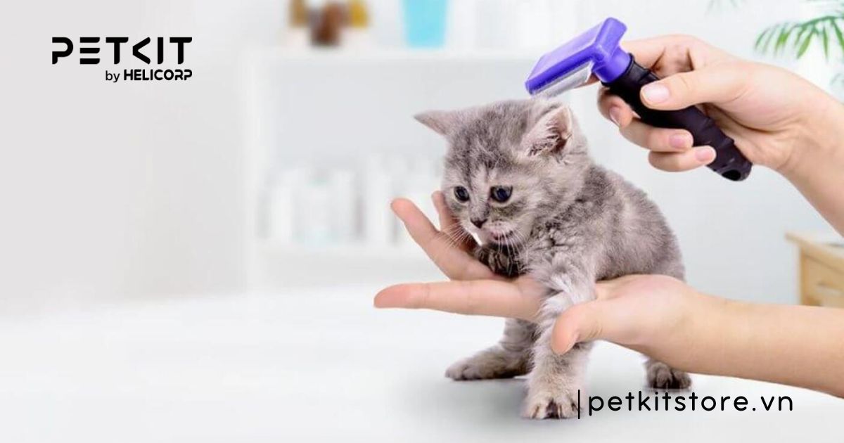 mèo sơ sinh bị rận