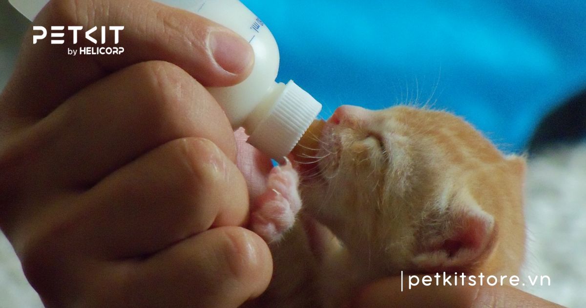 mèo sơ sinh bị tiêu chảy