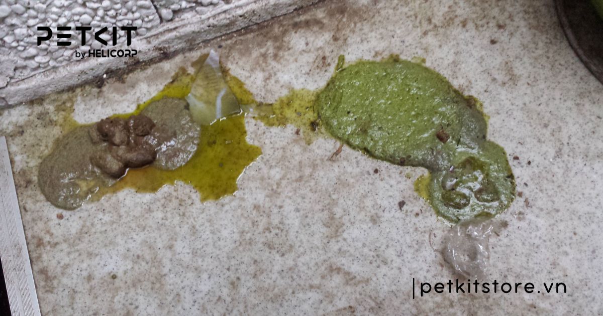 mèo sơ sinh bị tiêu chảy