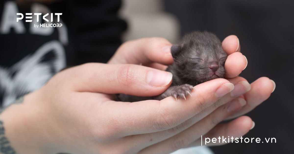 mèo sơ sinh bị tiêu chảy