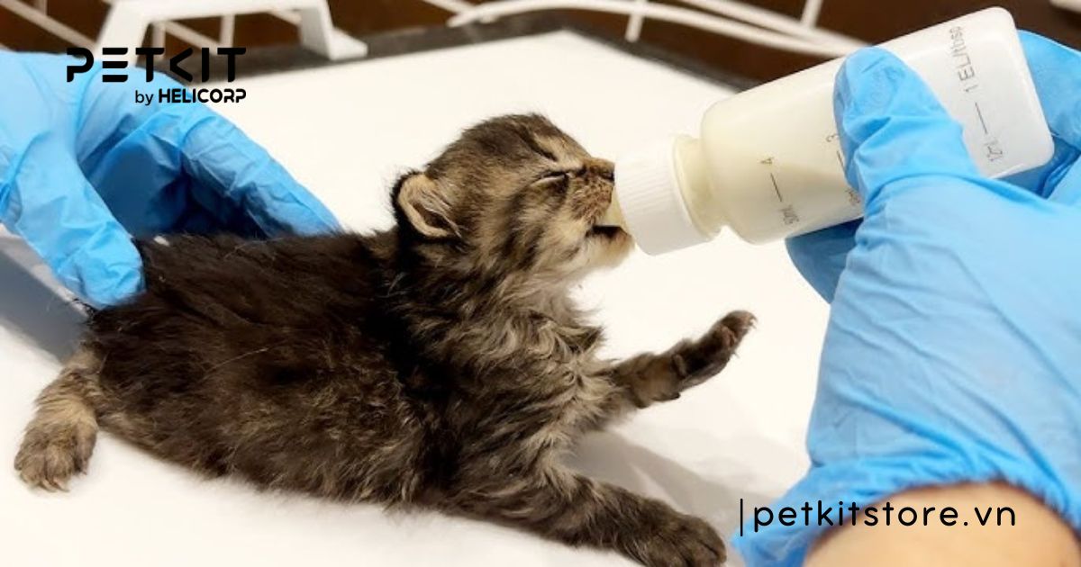 mèo sơ sinh bị tiêu chảy