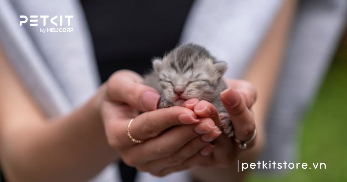 Mèo sơ sinh bị yếu