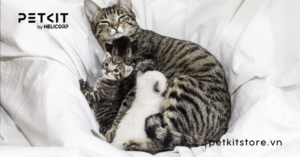 mèo sơ sinh không bú mẹ