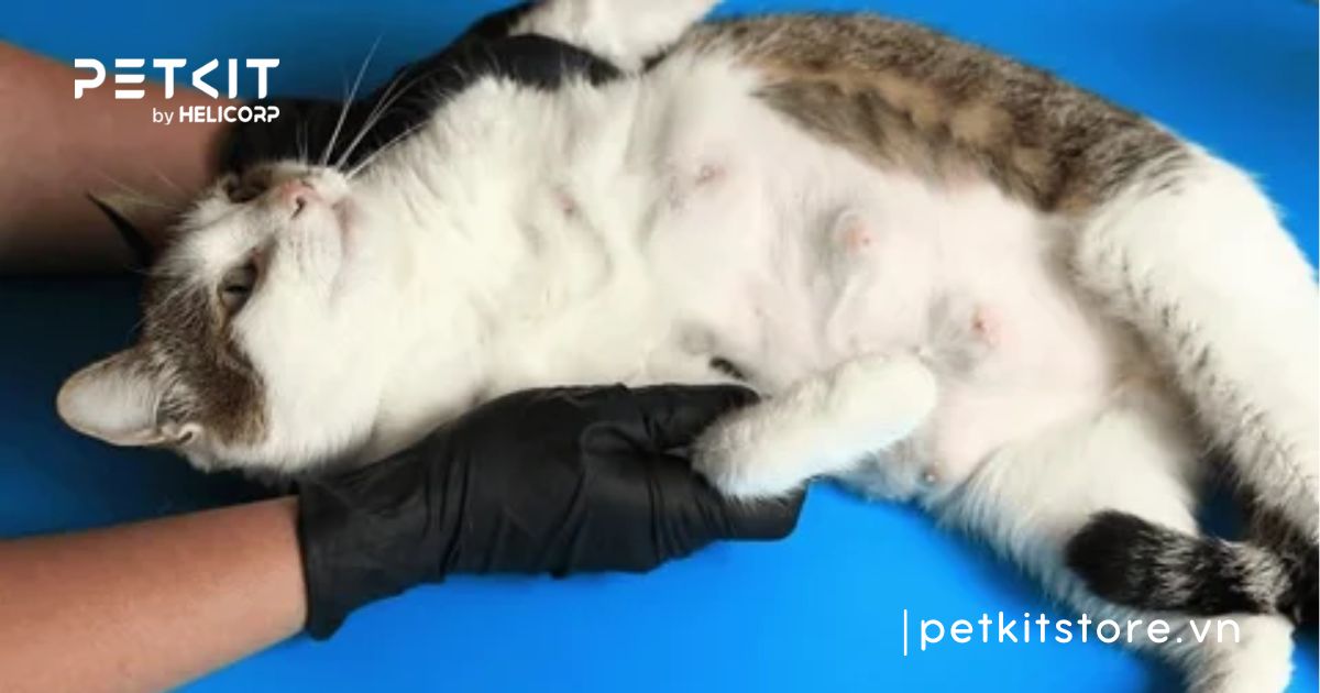 mèo sơ sinh không bú mẹ