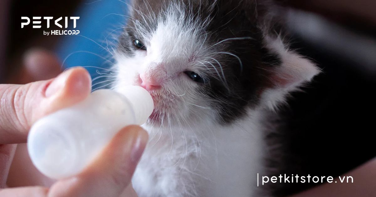 mèo sơ sinh không bú mẹ