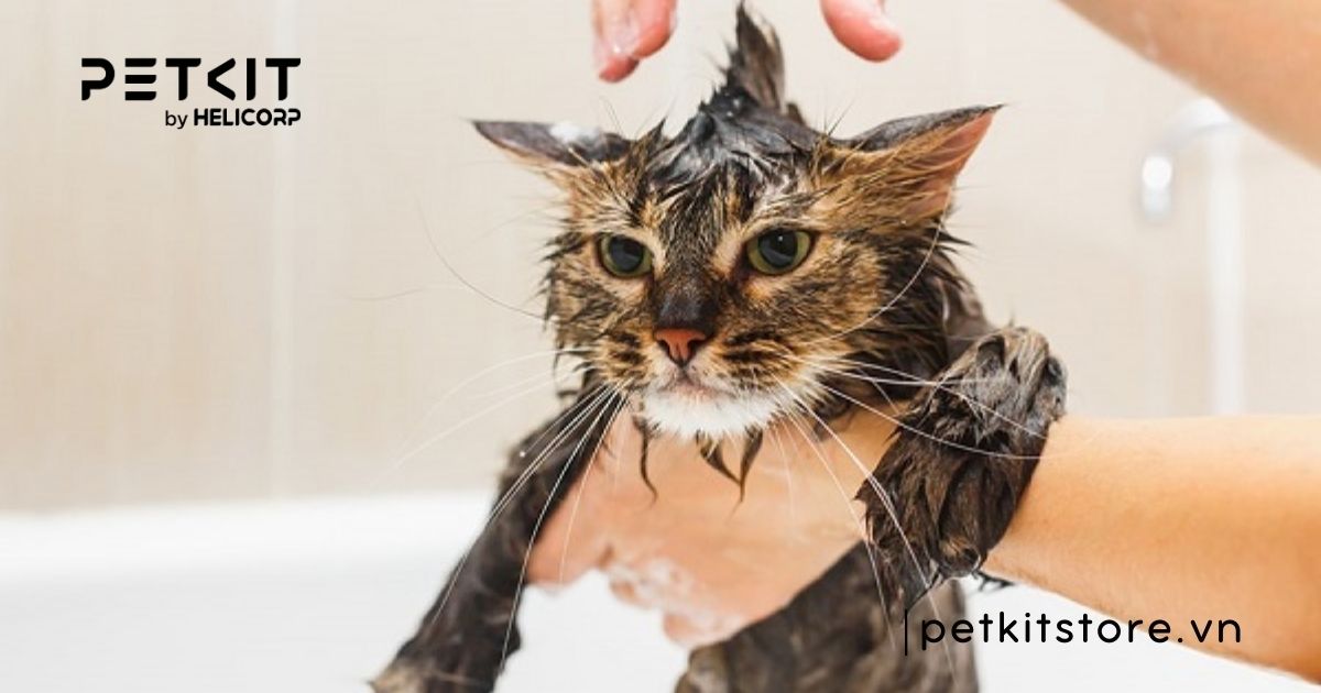 Mèo tắm nhiều có sao không