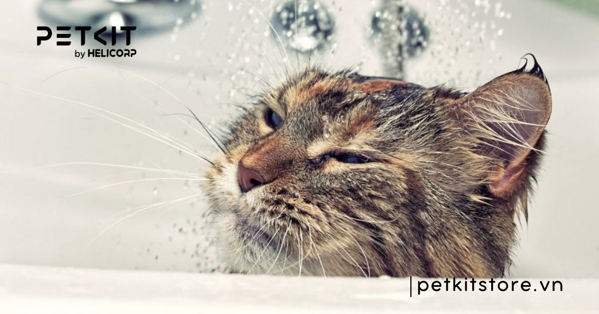 Mèo tắm nhiều có sao không