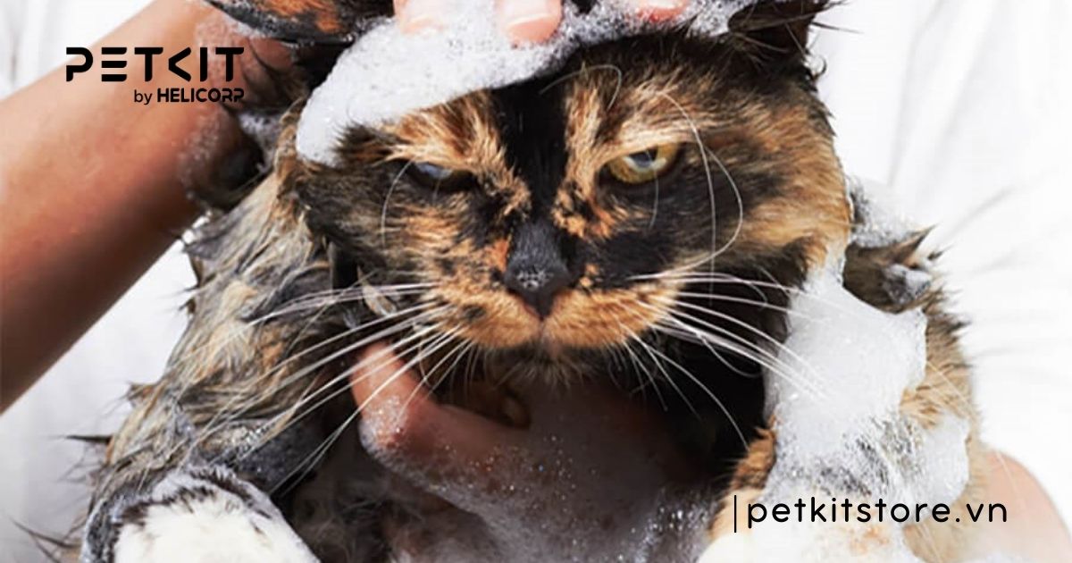 Mèo tắm nhiều có sao không