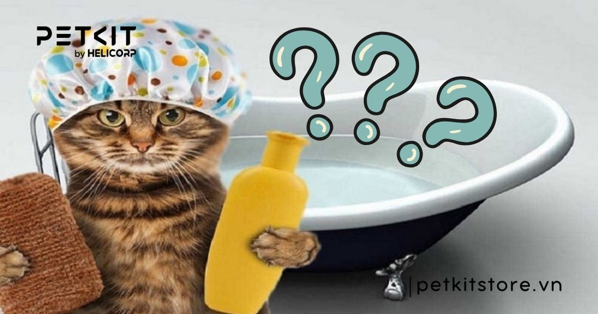 Mèo tắm nhiều có sao không