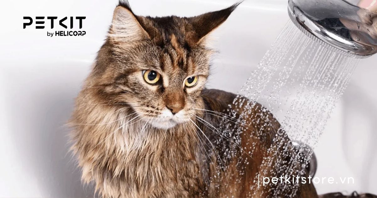 mèo tắm nước lạnh được không