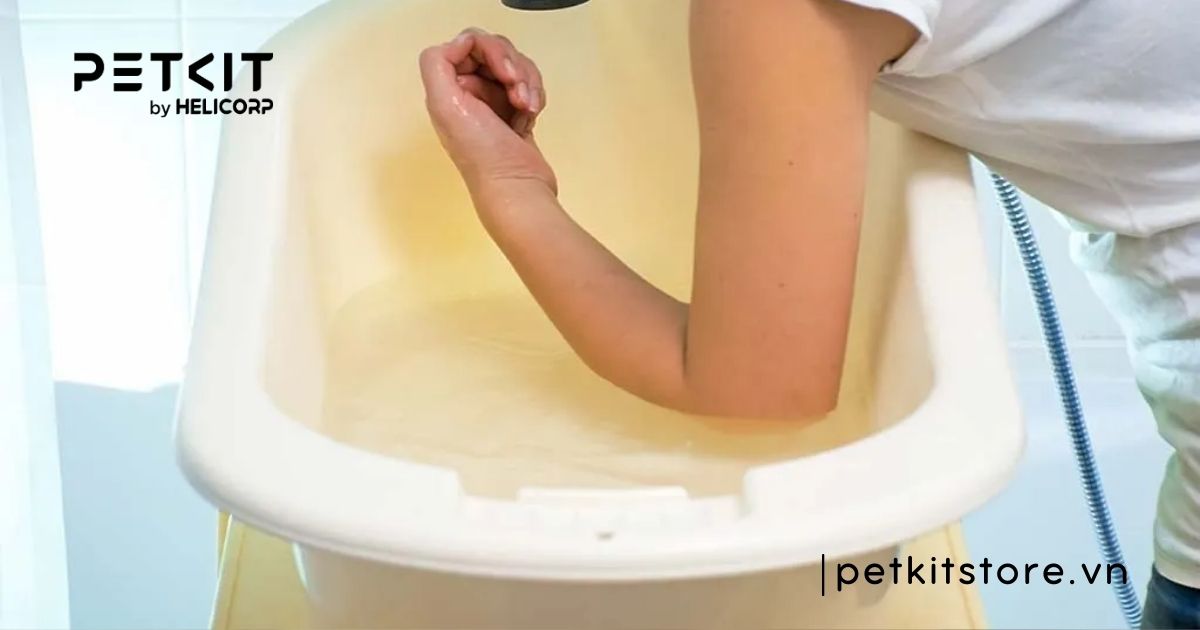 mèo tắm nước lạnh được không