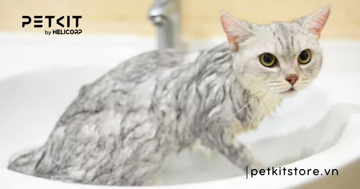 mèo tắm nước lạnh được không