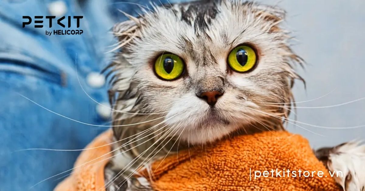 mèo tắm nước lạnh được không