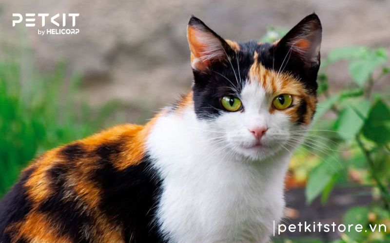 Nên nuôi giống mèo nào, mèo tam thể