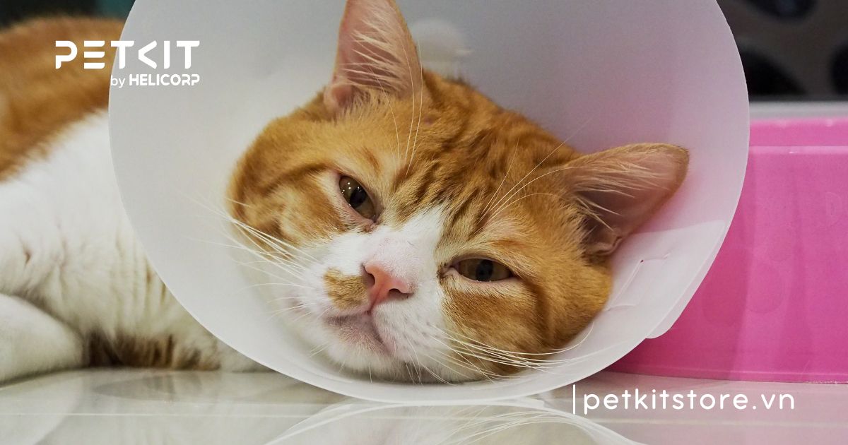 mèo tiêu chảy ra máu