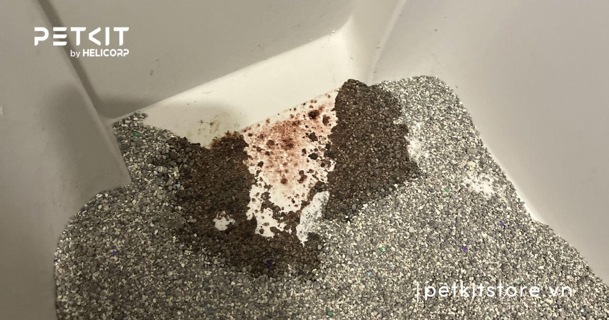 Mèo tiểu ra máu là dấu hiệu bệnh gì