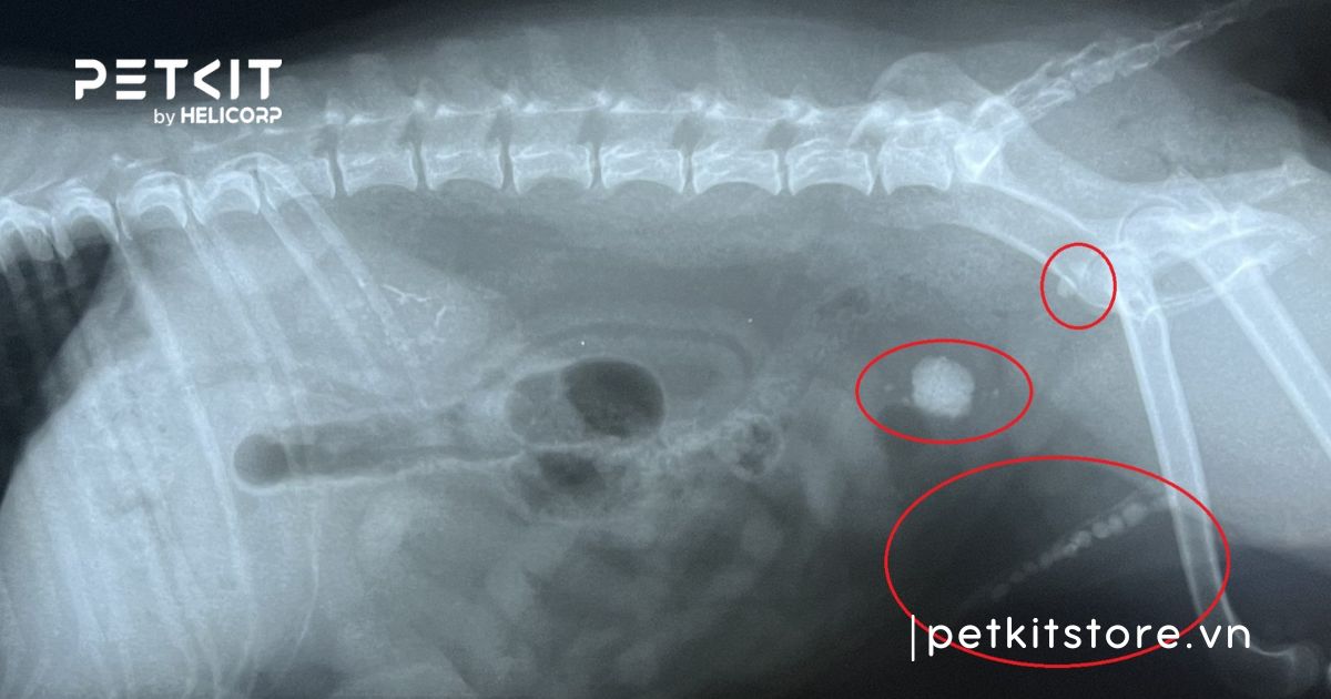 Mèo tiểu ra máu là dấu hiệu bệnh gì