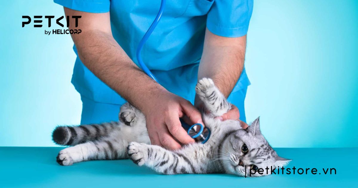 Mèo tiểu ra máu là dấu hiệu bệnh gì