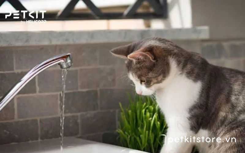 Mèo uống bao nhiêu nước là đủ để đảm bảo sức khỏe