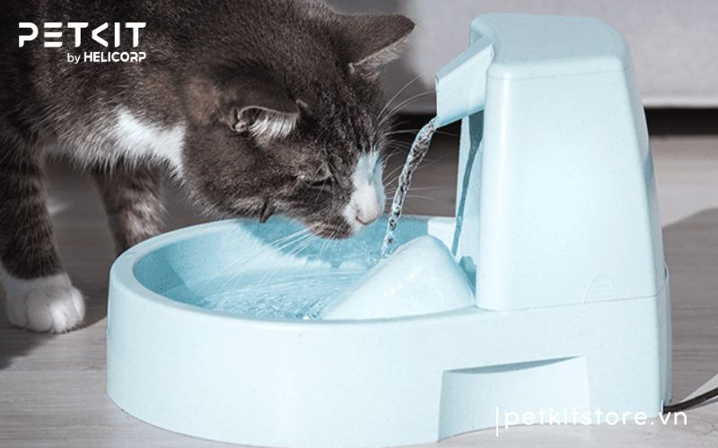 Mèo uống bao nhiêu nước là đủ để đảm bảo sức khỏe