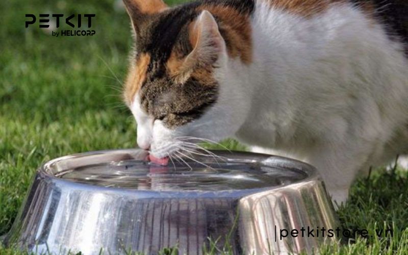 Mèo uống bao nhiêu nước là đủ để đảm bảo sức khỏe