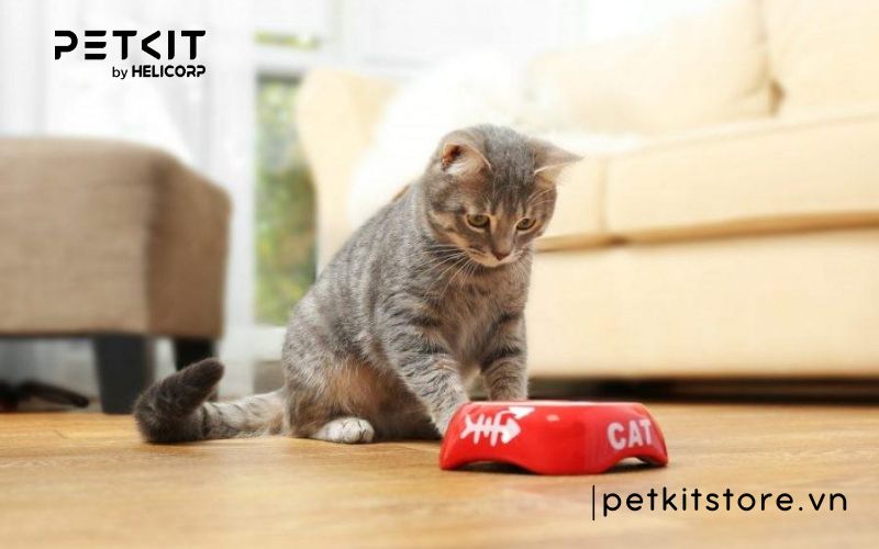 Mèo uống bao nhiêu nước là đủ để đảm bảo sức khỏe