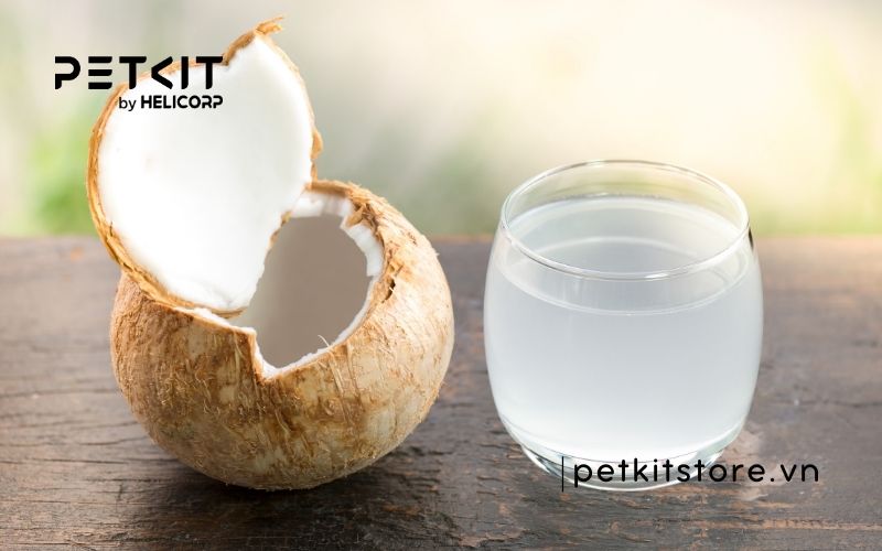 Mèo uống nước dừa được không