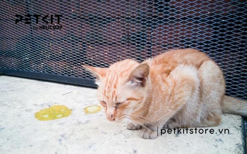 Mèo uống nước dừa được không