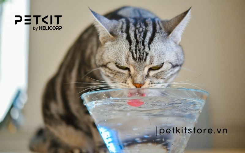 Mèo uống nước dừa được không