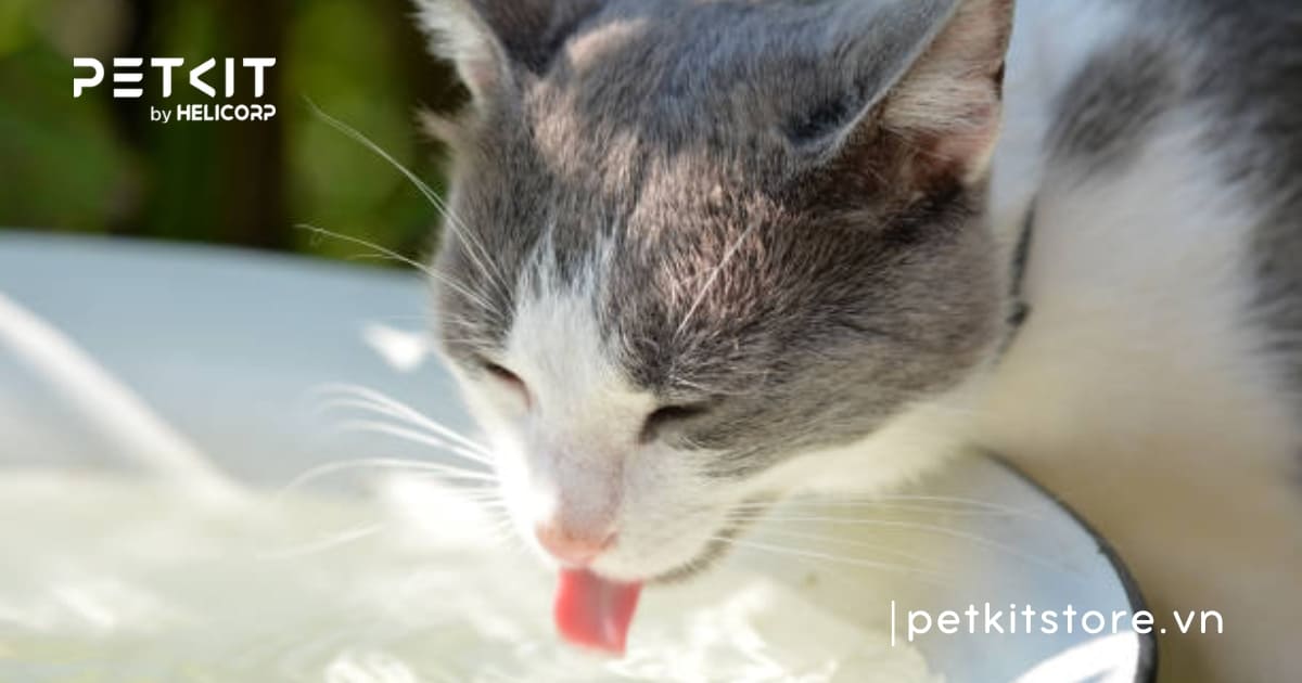 Mèo uống nước máy được không