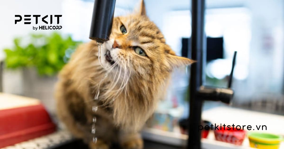 Mèo uống nước máy được không