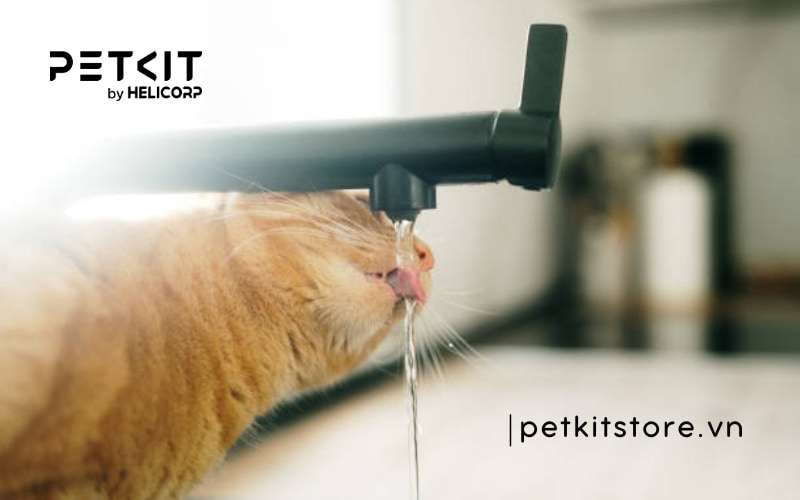 Mèo uống nước nhiều có sao không?