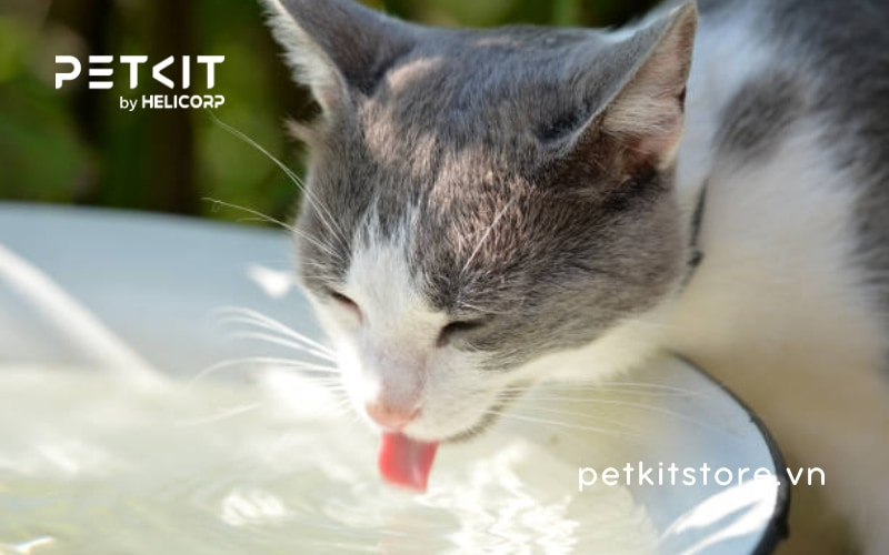 Mèo uống nước nhiều có sao không?