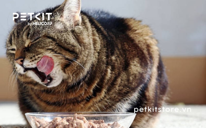 Mèo uống nước nhiều có sao không?