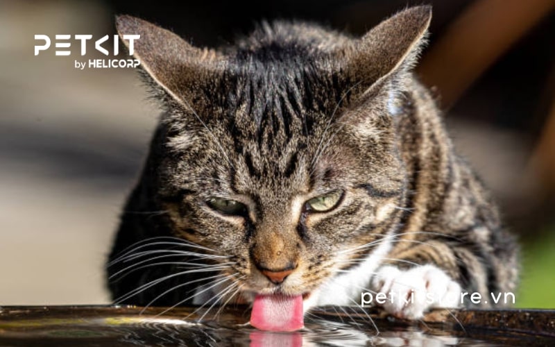 Mèo uống nước nhiều có sao không?