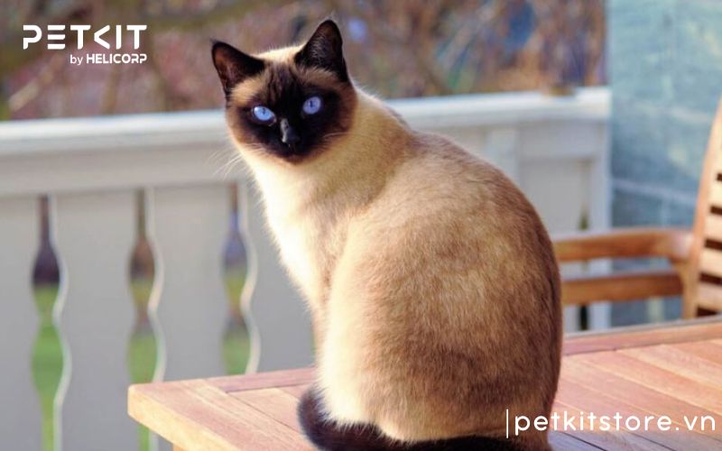 Nên nuôi giống mèo nào, mèo xiêm