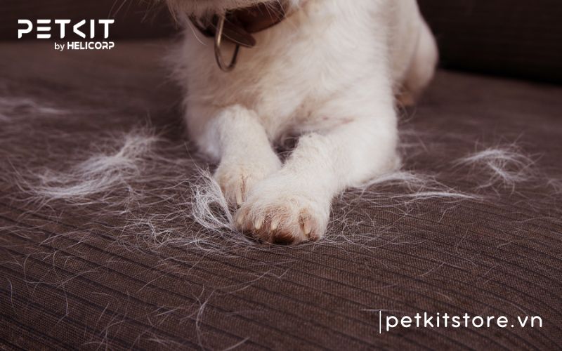 Hít phải lông mèo có sao không