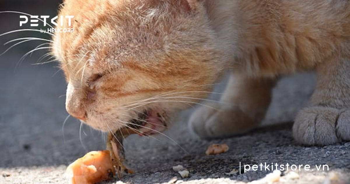 Nên cho mèo ăn cơm hay ăn hạt thì tốt hơn