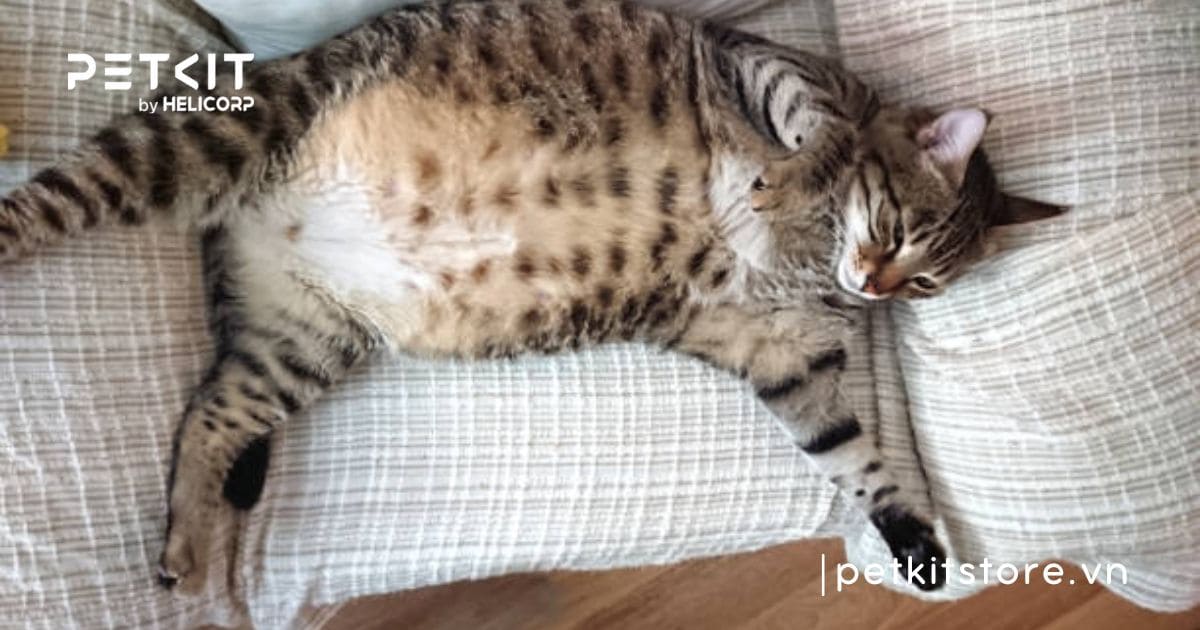 Nên cho mèo ăn cơm hay ăn hạt thì tốt hơn